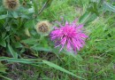 Centaurea uniflora ssp nervosa ©  Pandion Wild Tours